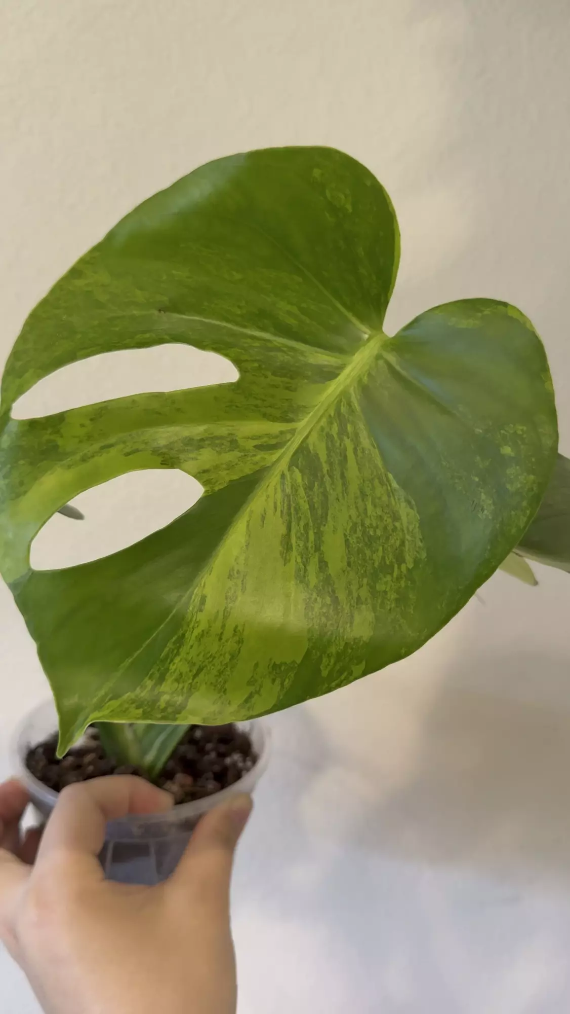 plant/Monstera yellow Marilyn -0