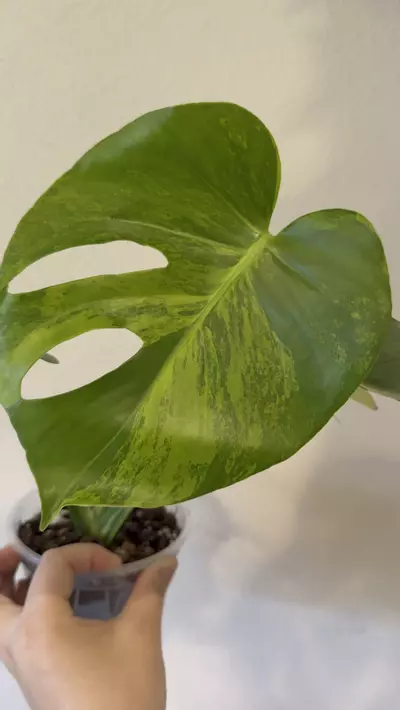 plant/Monstera yellow Marilyn -0-thumbnail