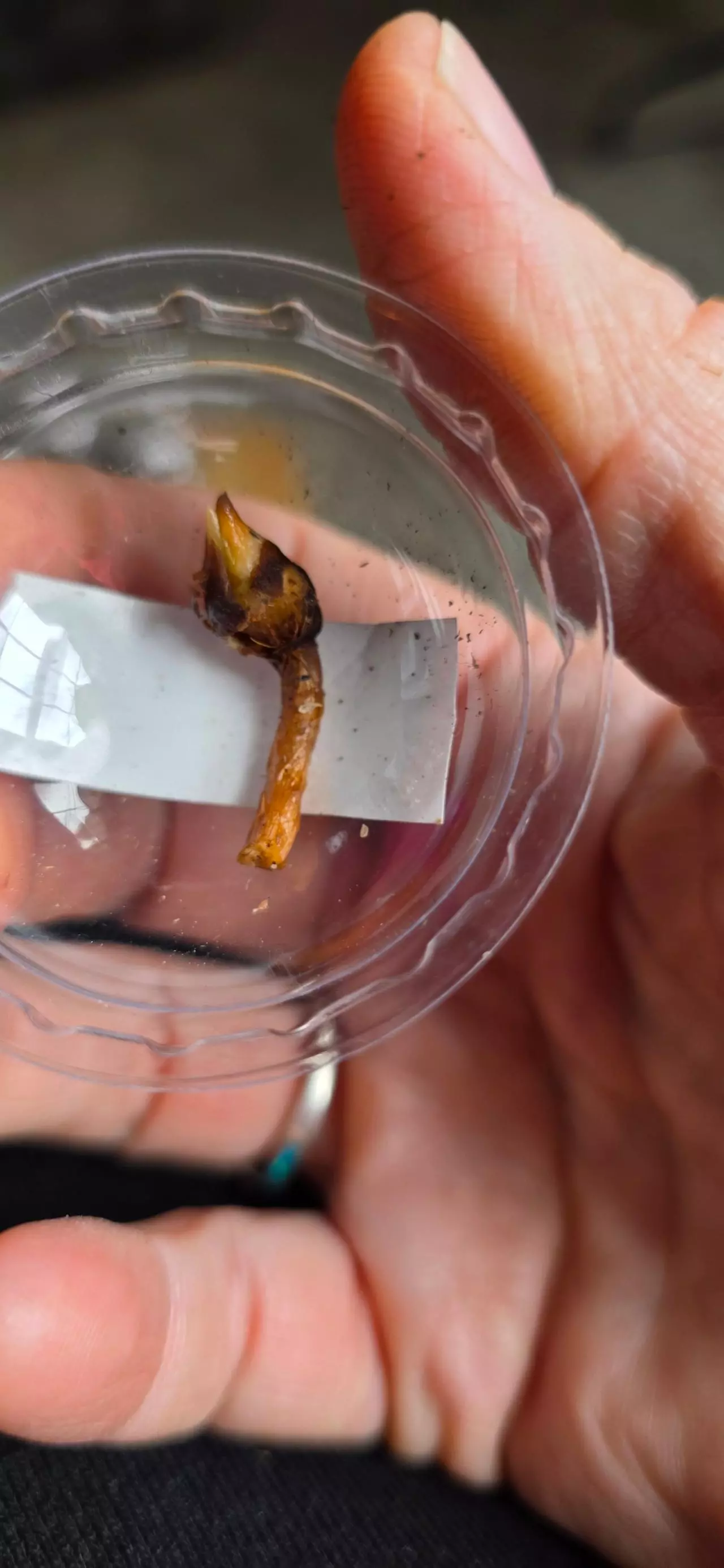 plant/Balloon heart corm B-0