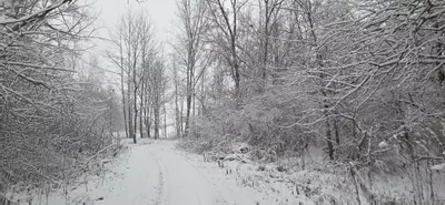 plant/Insulation -0-thumbnail