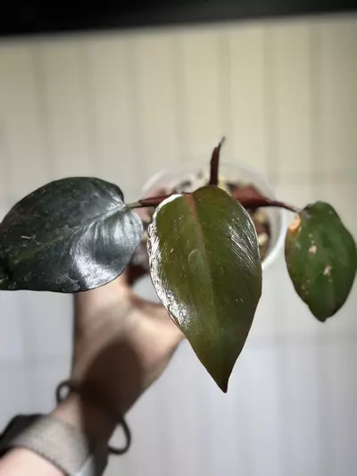 plant/Philo Black Cherry-0-thumbnail