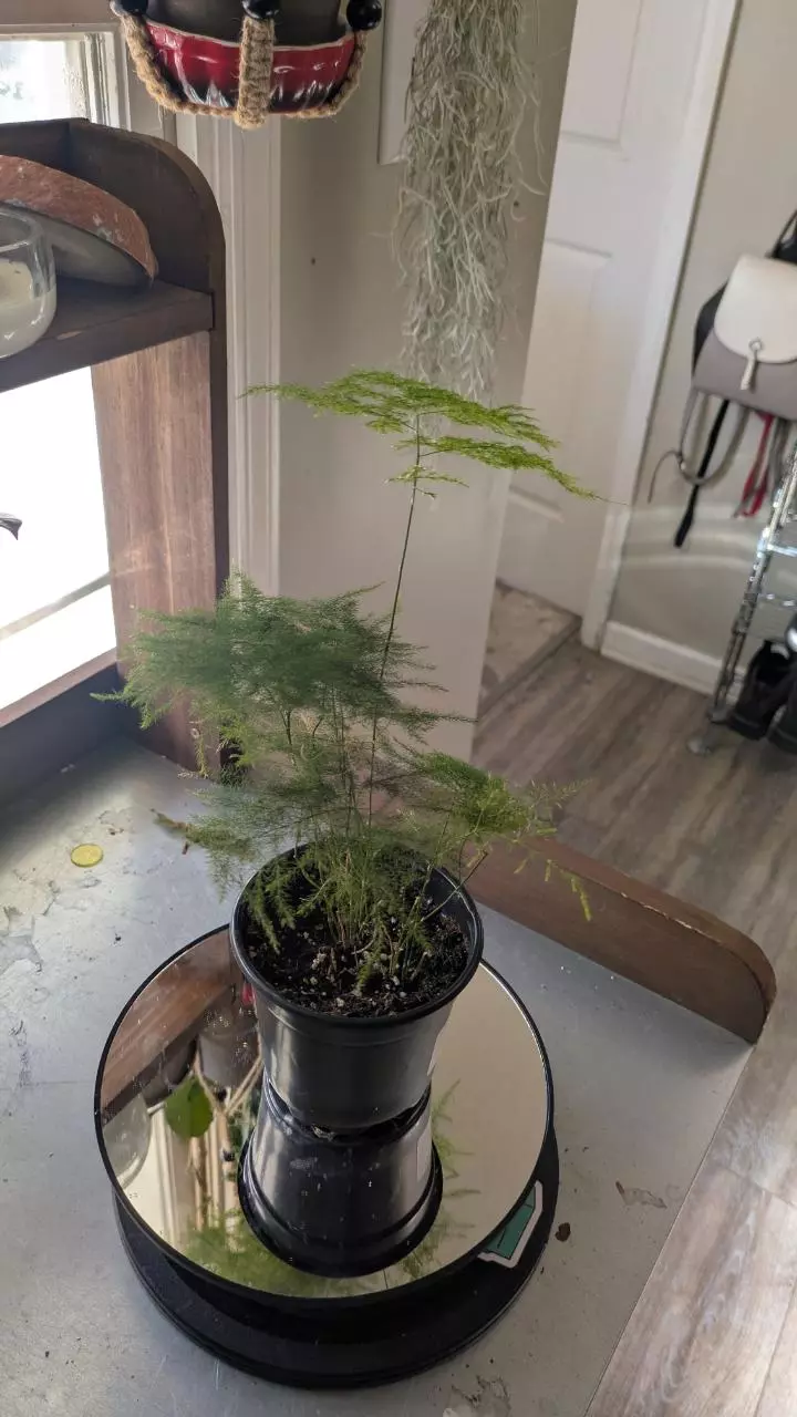 plant/Laced Asparagus Fern 4"-0