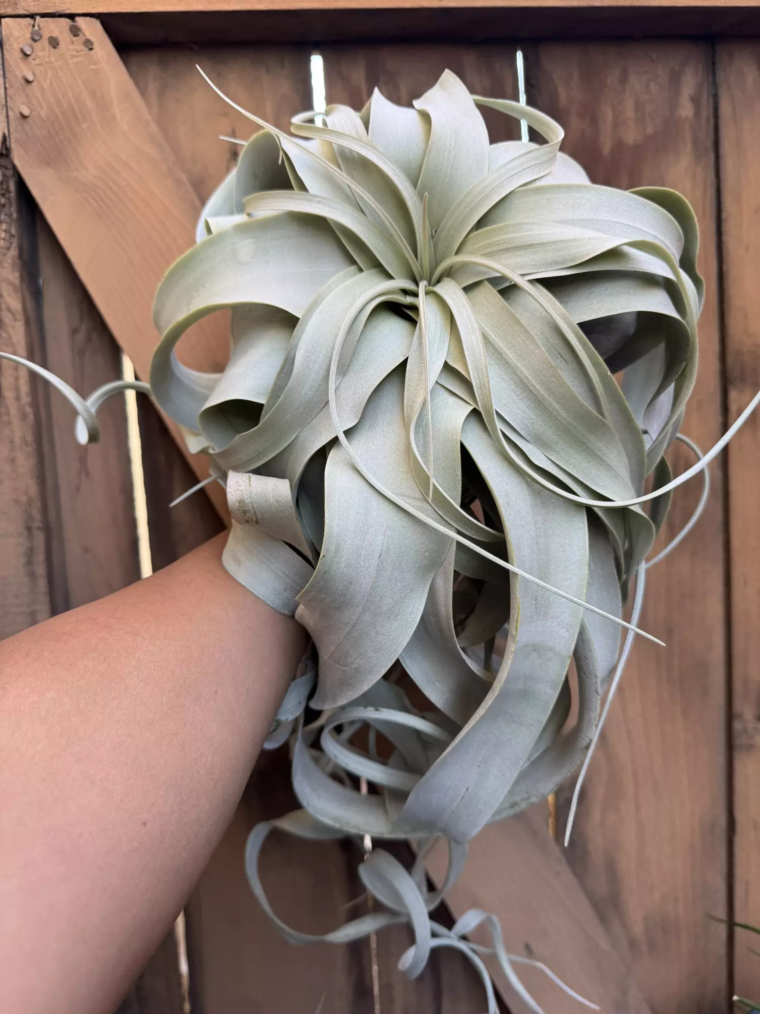 plant/T. xerographica (giant!)-0