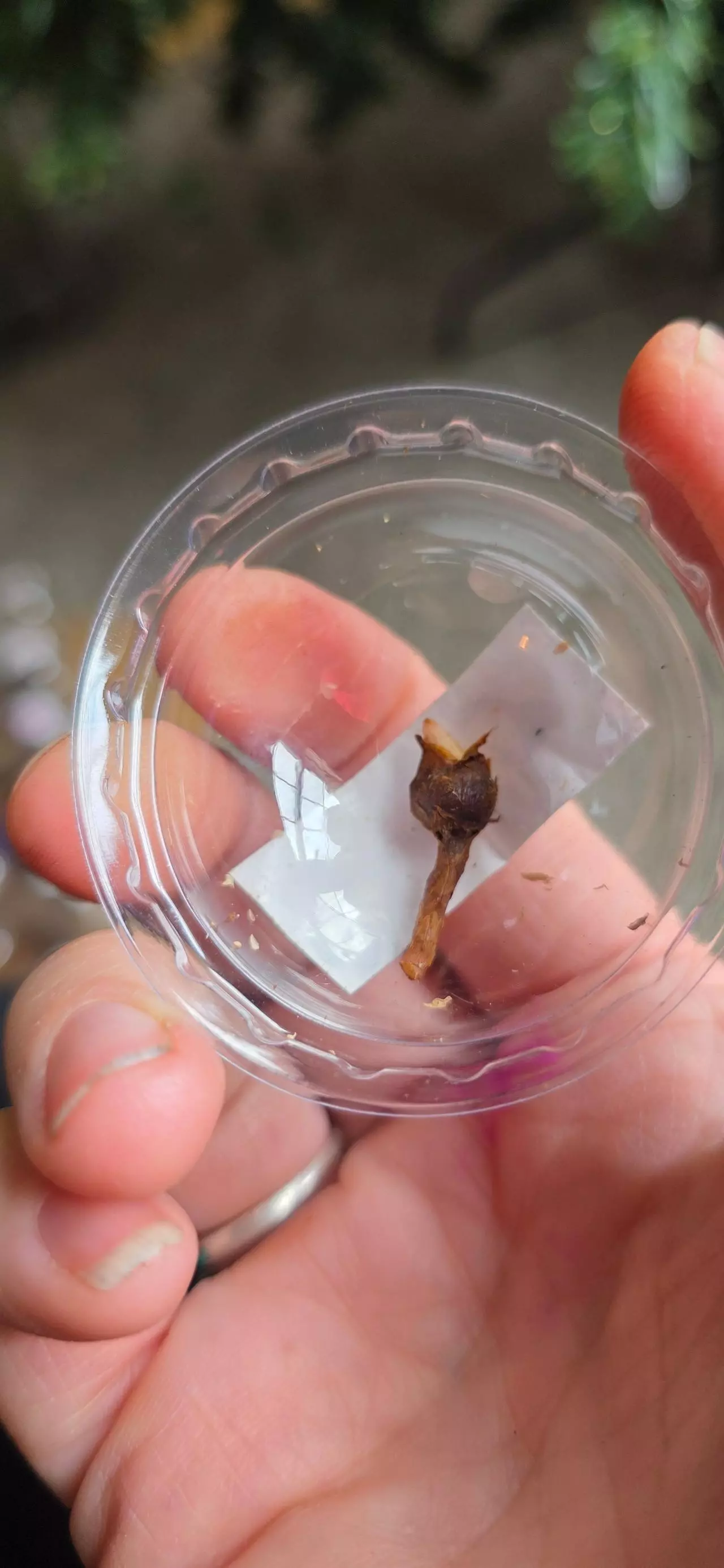 plant/Balloon heart corm D-0