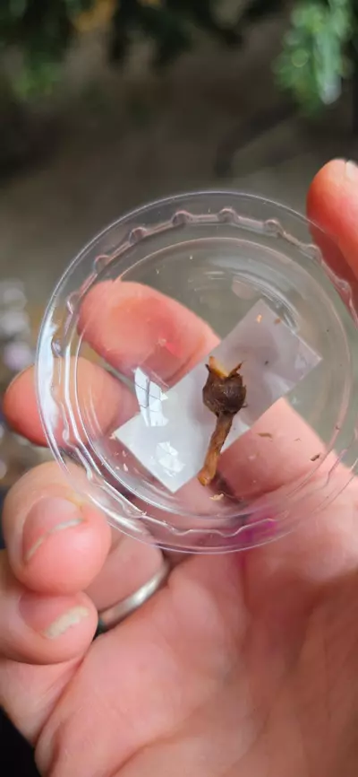 plant/Balloon heart corm D-0-thumbnail