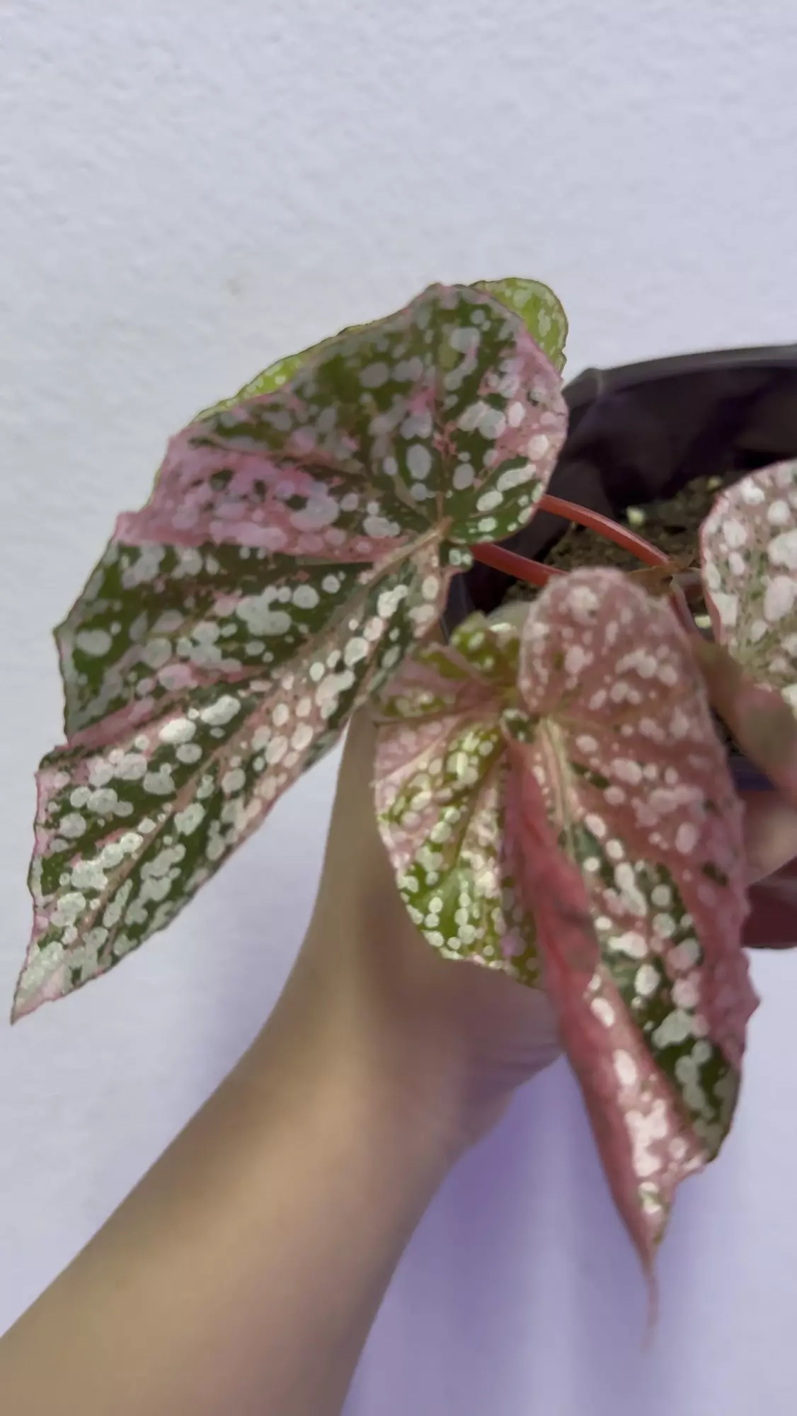 plant/begonia snowcapped pink variegated -0
