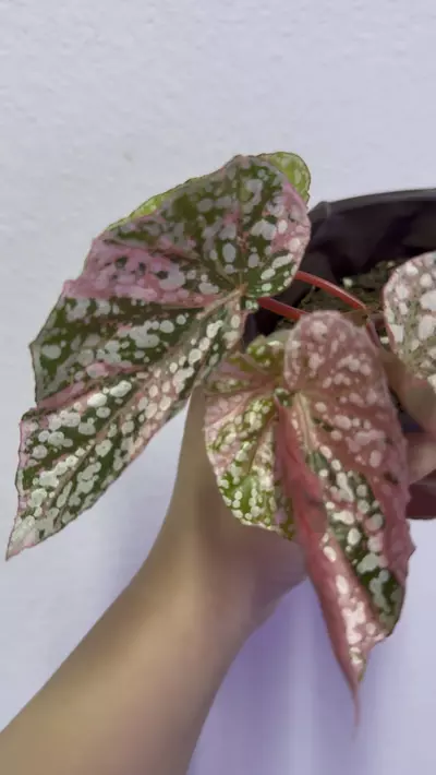 plant/begonia snowcapped pink variegated -0-thumbnail