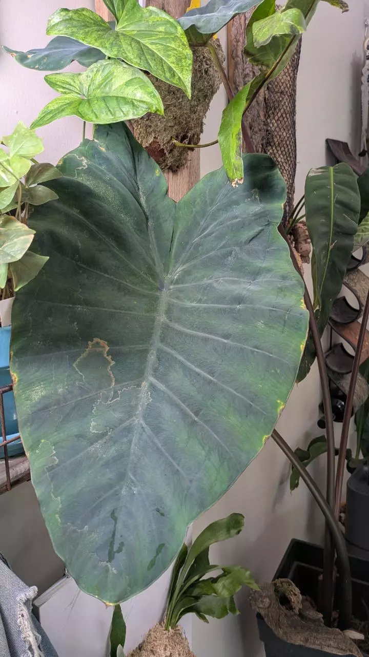 plant/Colocassia Black Stem 5"-1