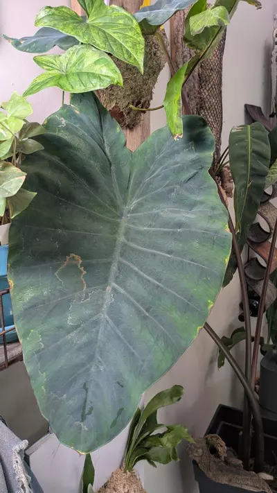 plant/Colocassia Black Stem 5"-1-thumbnail