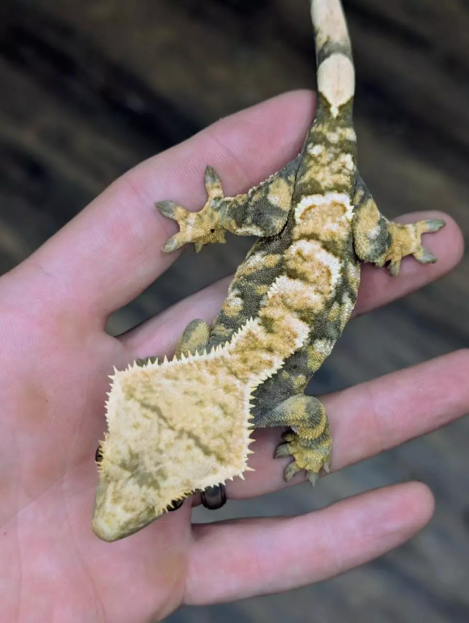 plant/Female Tricolor Tiger-1