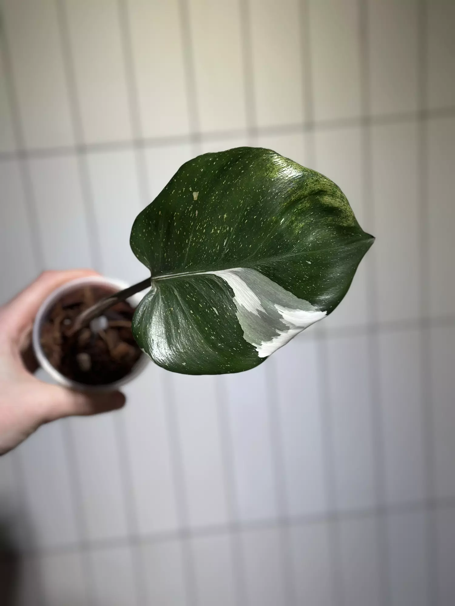 plant/Philo White Knight-0