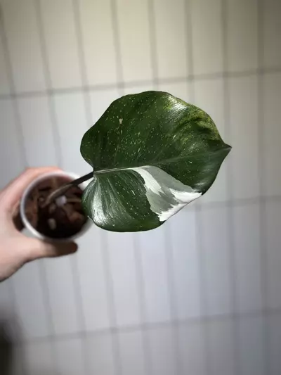 plant/Philo White Knight-0-thumbnail