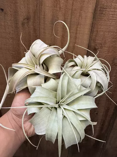 plant/T. xerographica mini-0-thumbnail