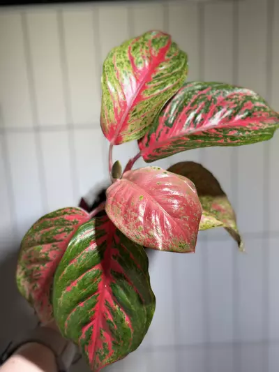 plant/Alglaonema Orange Sombat-0-thumbnail