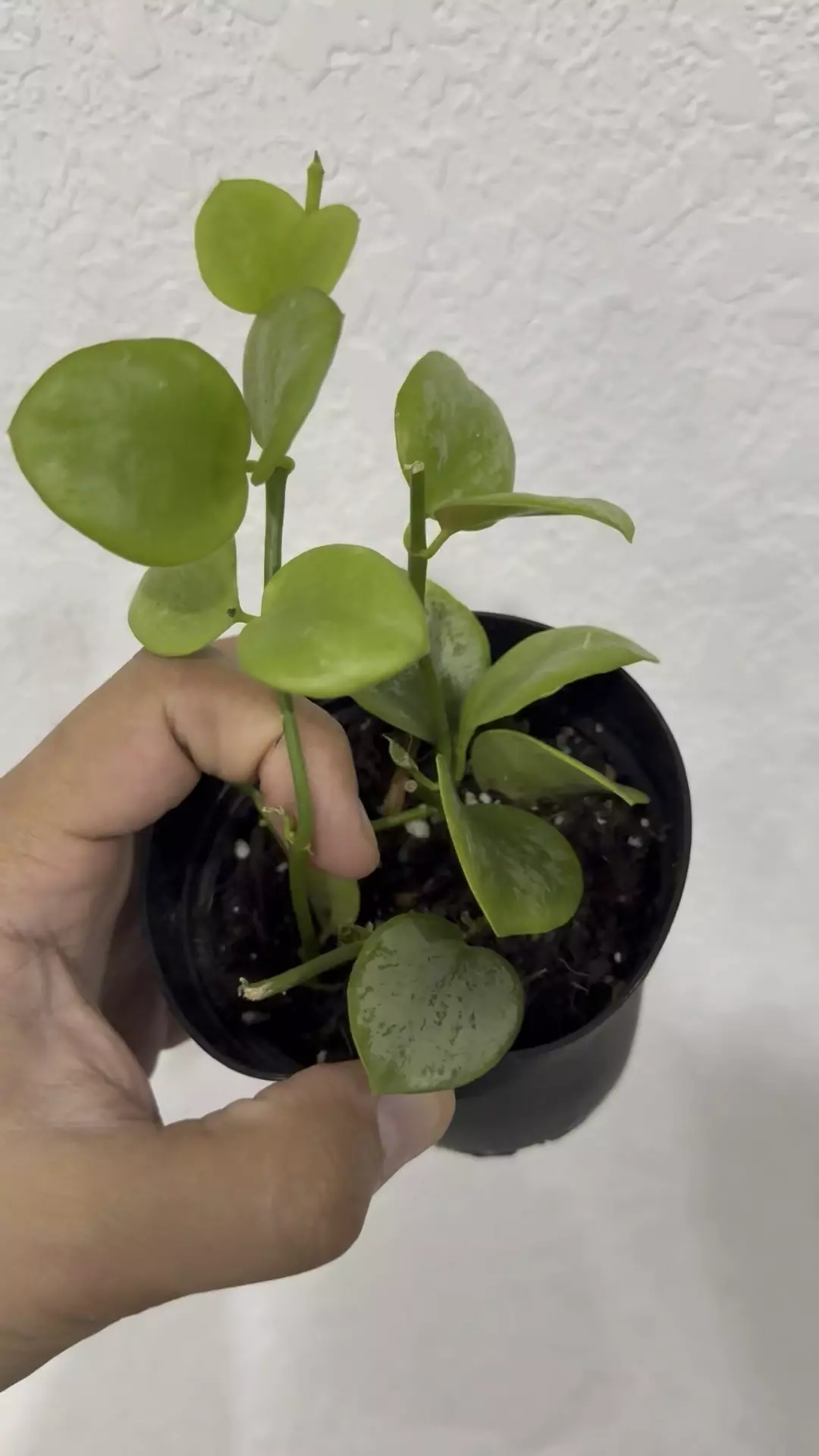 plant/Hoya biakensis -0