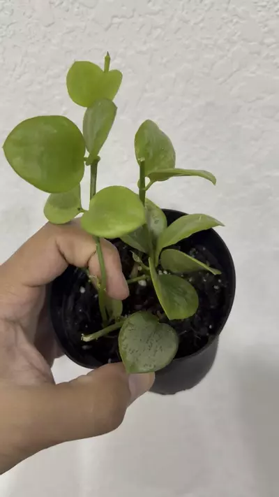 plant/Hoya biakensis -0-thumbnail