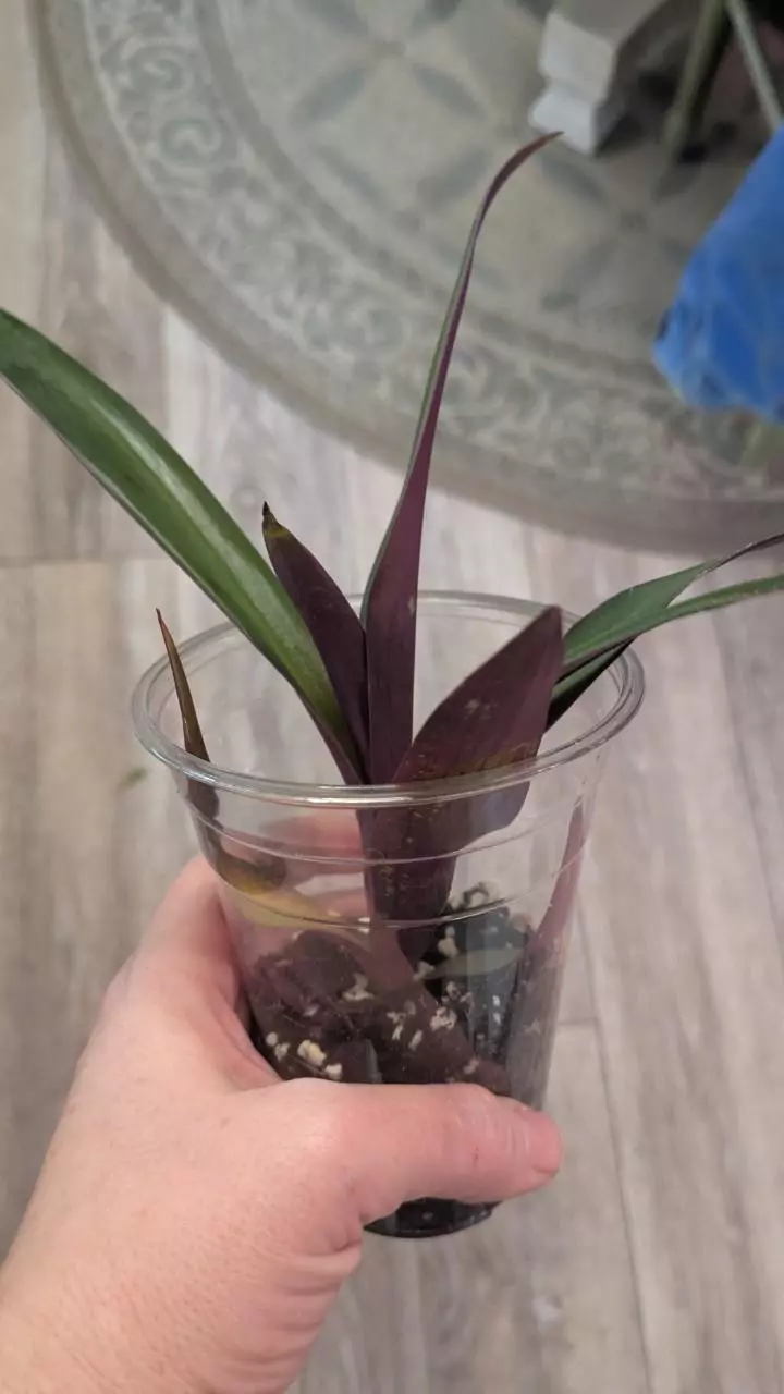 plant/Tradescandia Moses in the Cradle 4"-0