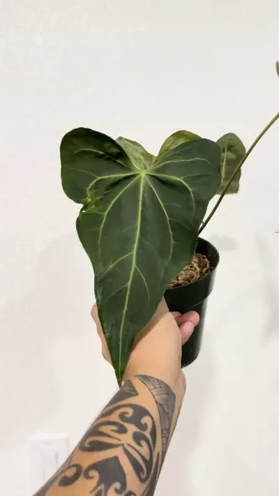 plant/Clary hybrid -0-thumbnail