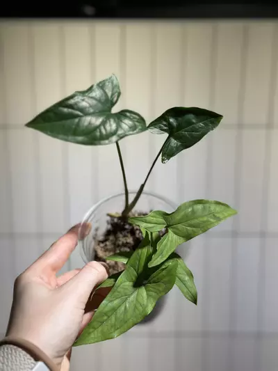 plant/Reverted Syngonium Albo-0-thumbnail