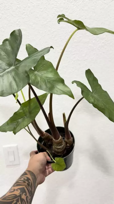 plant/Alocasia sumo multi-0-thumbnail