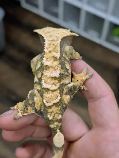 plant/Female Tricolor Tiger-2-thumbnail