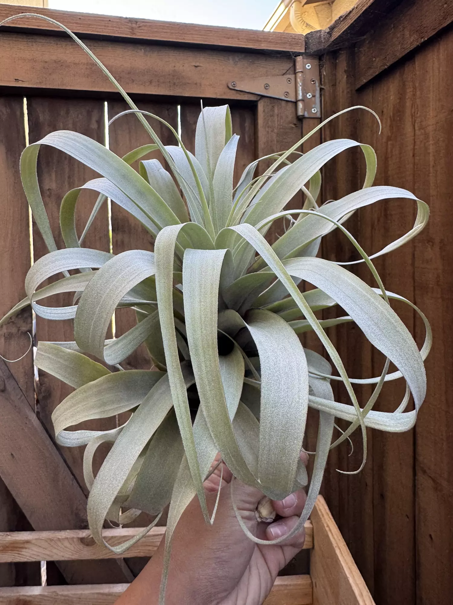 plant/T. latifolia Blue Moon-0