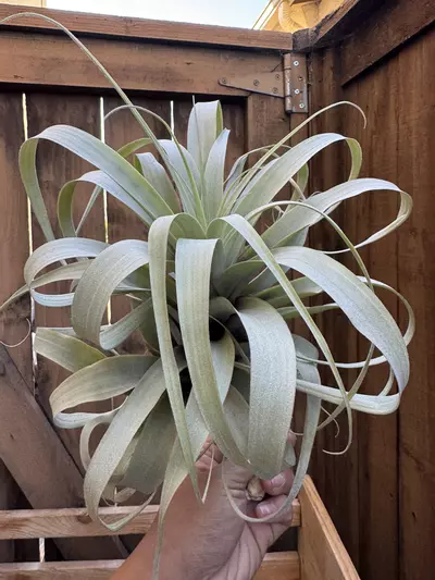 plant/T. latifolia Blue Moon-0-thumbnail