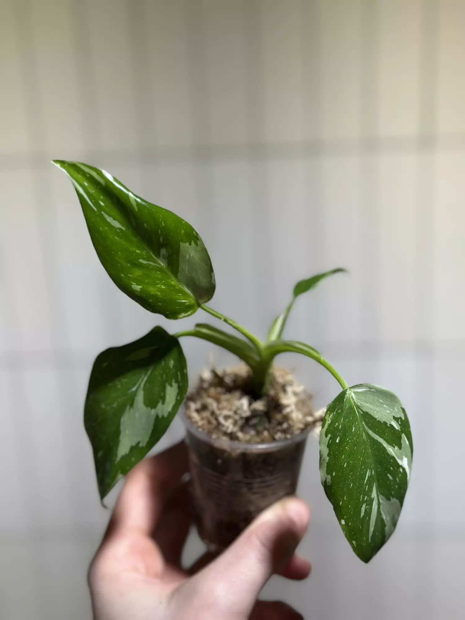 plant/Philo White Wizard-0