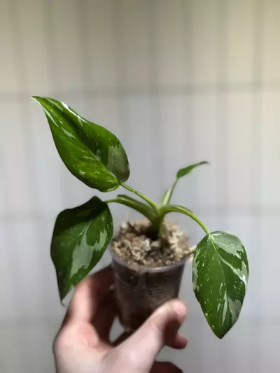 plant/Philo White Wizard-0-thumbnail