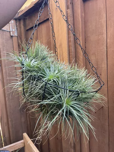 plant/T. aeranthos purple clump in basket-0-thumbnail