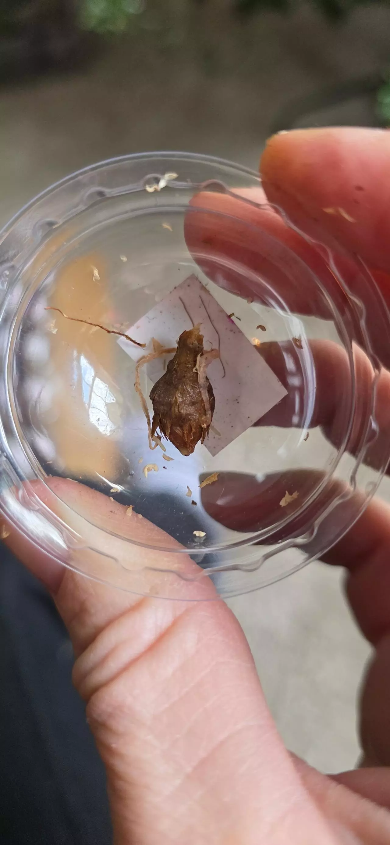 plant/Corazon Corm A-0