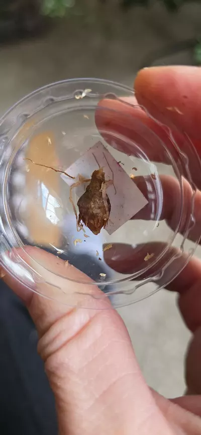 plant/Corazon Corm A-0-thumbnail