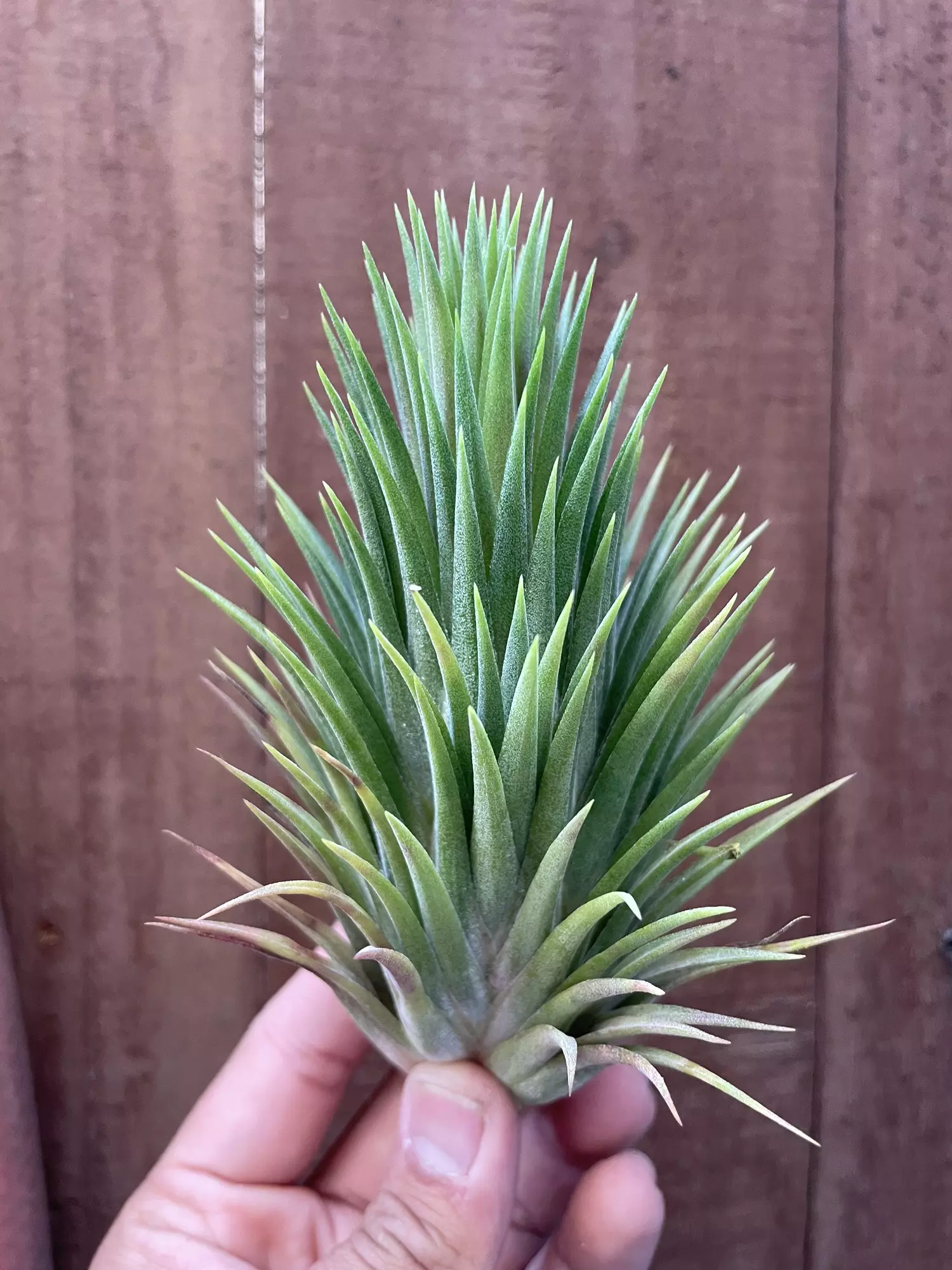 plant/T. ionantha (giants!)-0
