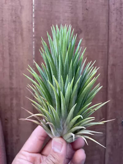 plant/T. ionantha (giants!)-0-thumbnail