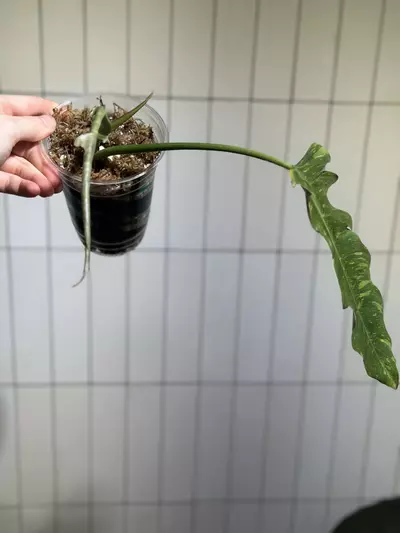 plant/Philo Ring of Fire-0-thumbnail