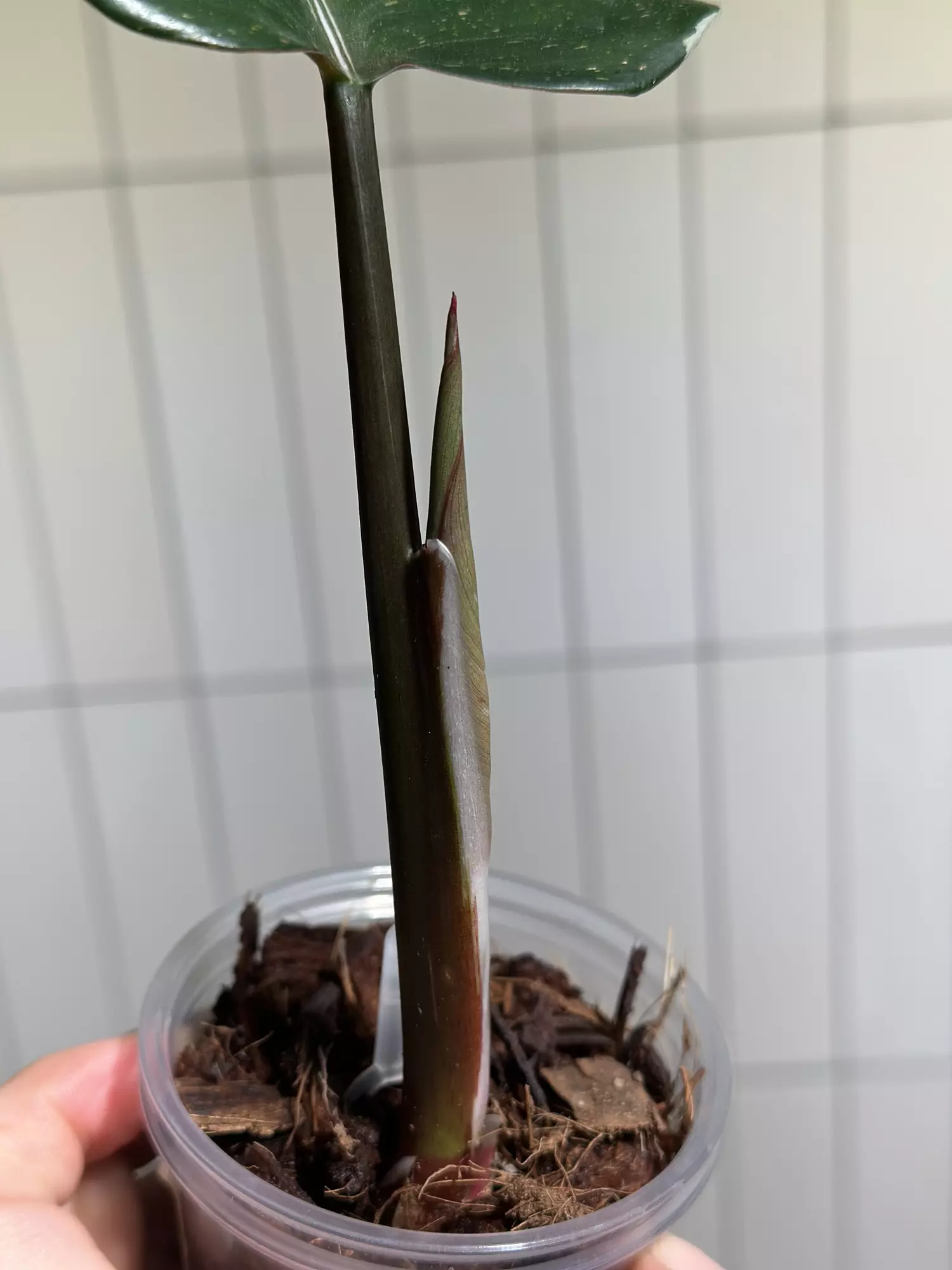 plant/Philo White Knight-1