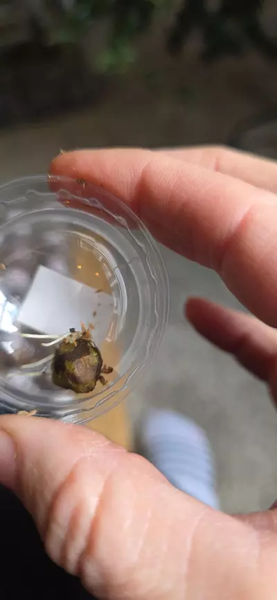 plant/Corazon Corm C lightly rooted-0-thumbnail