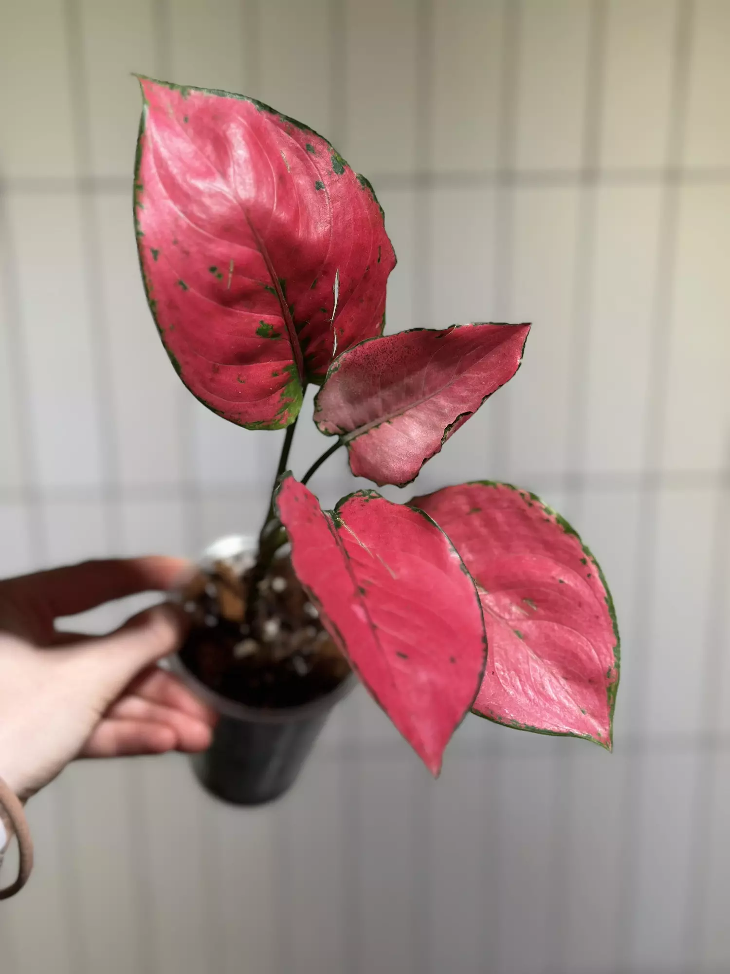 plant/Aglaonema Punchy-0