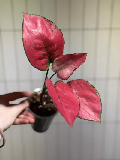 plant/Aglaonema Punchy-0-thumbnail