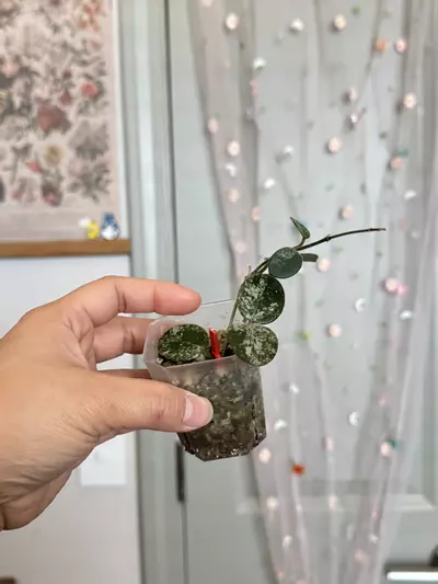 plant/Hoya Mathilde splash (rooted)-1-thumbnail
