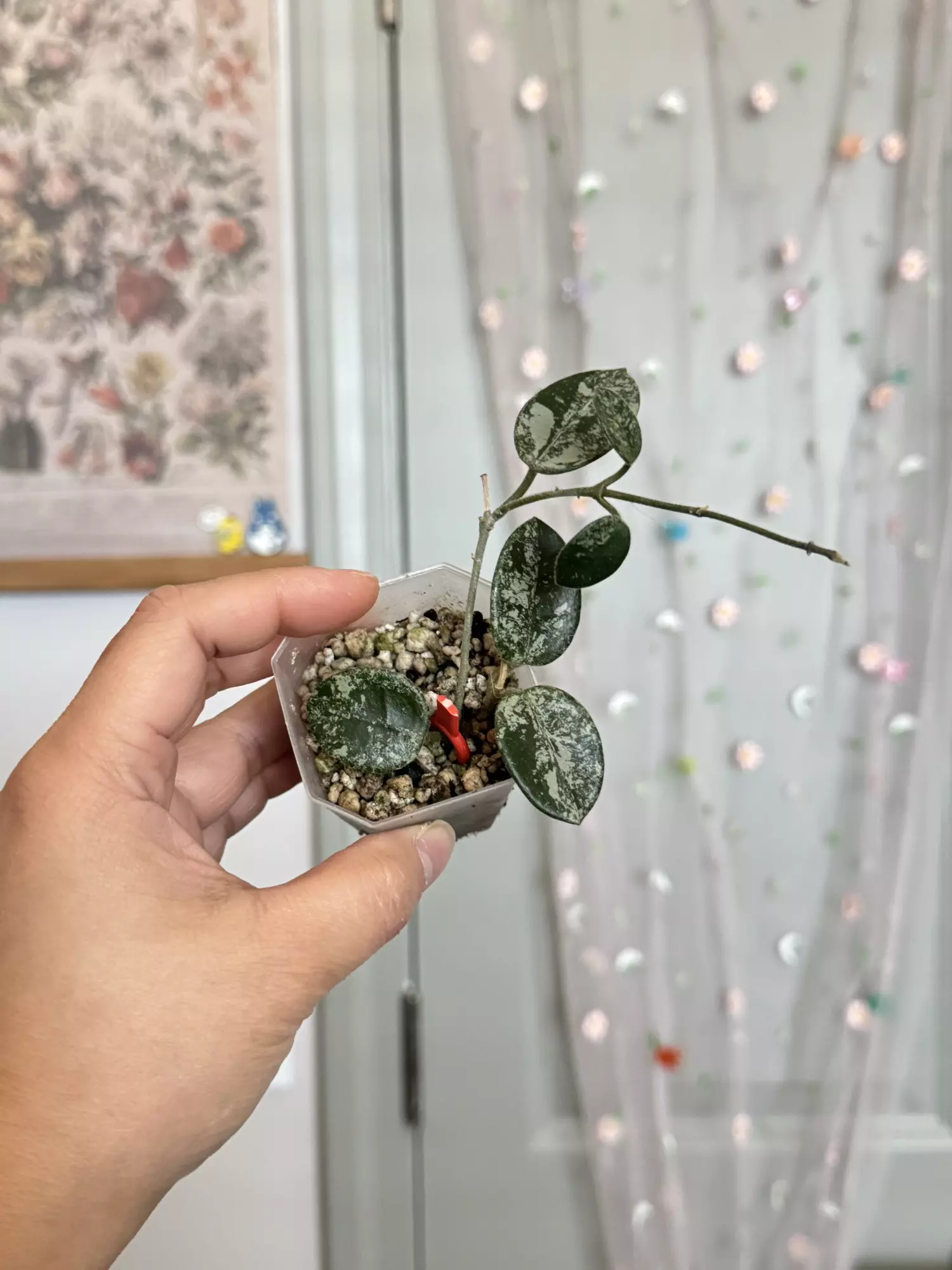 plant/Hoya Mathilde splash (rooted)-0