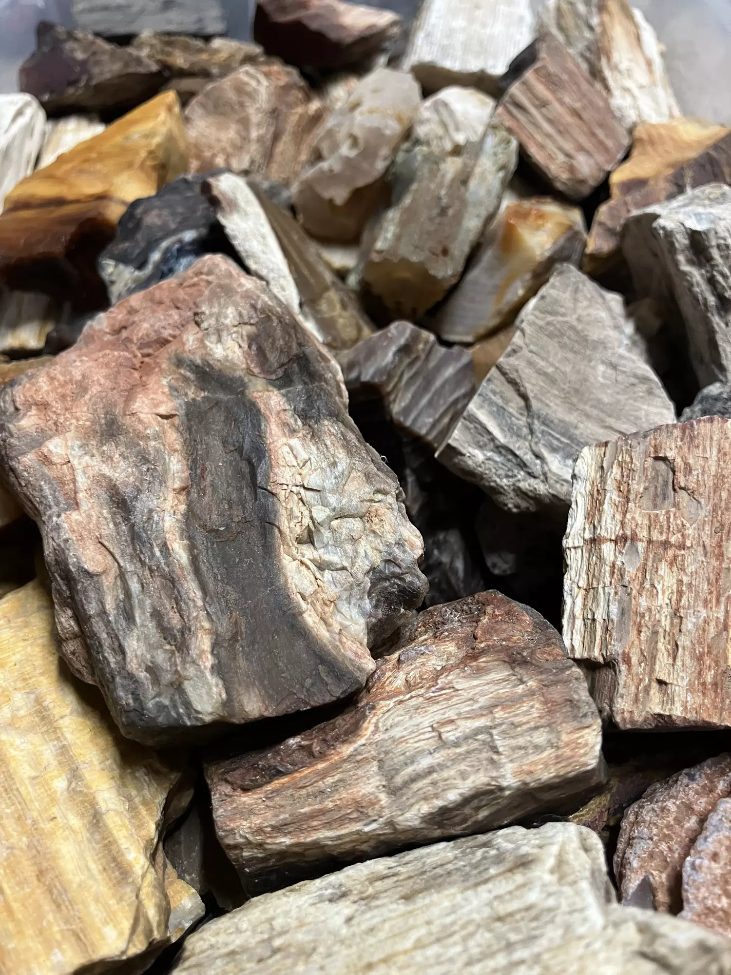 plant/Mixed Assortment of Petrified Wood - 15.6lb-1