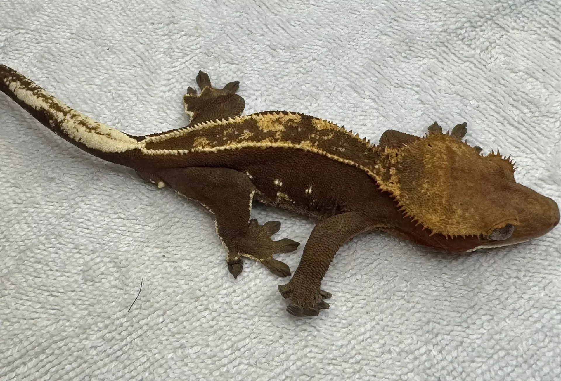 plant/03. Brick red phantom eb from ace-0