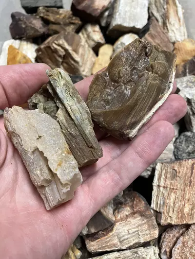 plant/Mixed Assortment of Petrified Wood - 15.6lb-2-thumbnail