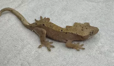 plant/02. Pink super dal no pores viable 20 gr-1-thumbnail