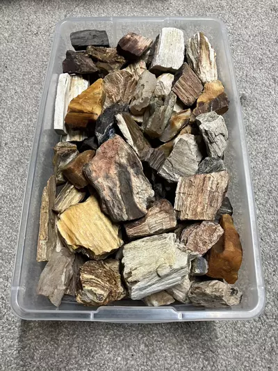 plant/Mixed Assortment of Petrified Wood - 15.6lb-0-thumbnail