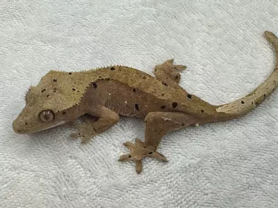 plant/02. Pink super dal no pores viable 20 gr-0-thumbnail