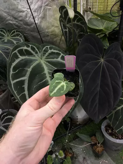 plant/Indo dress x (RC x Dorayaki/BVEP)-0-thumbnail