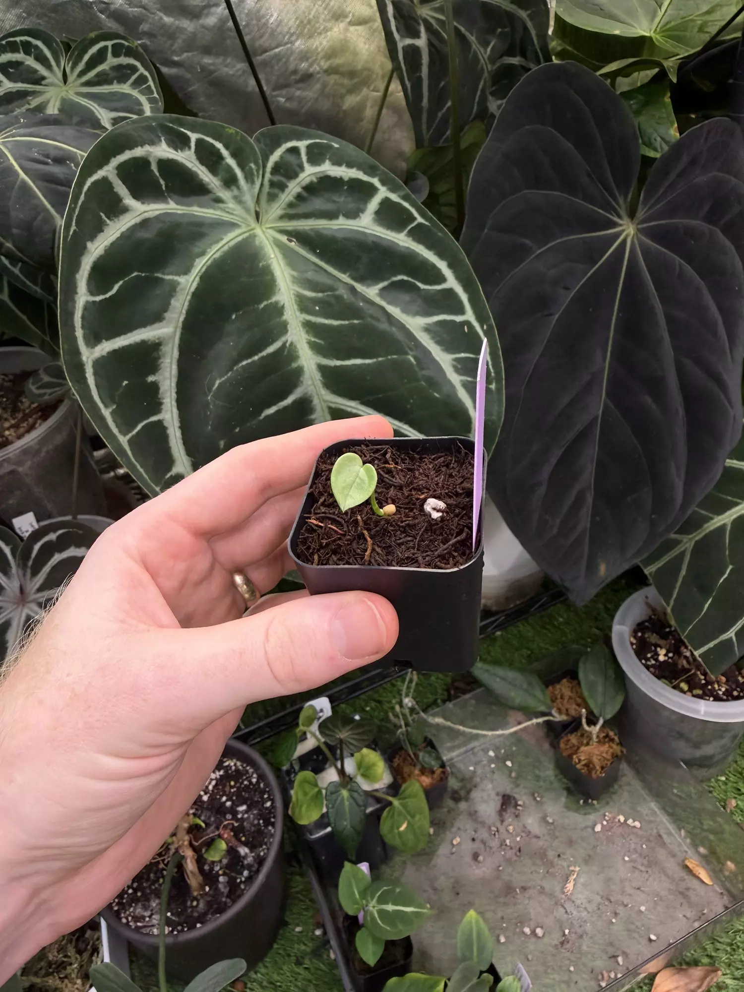 plant/A. Kolmanii s2-0