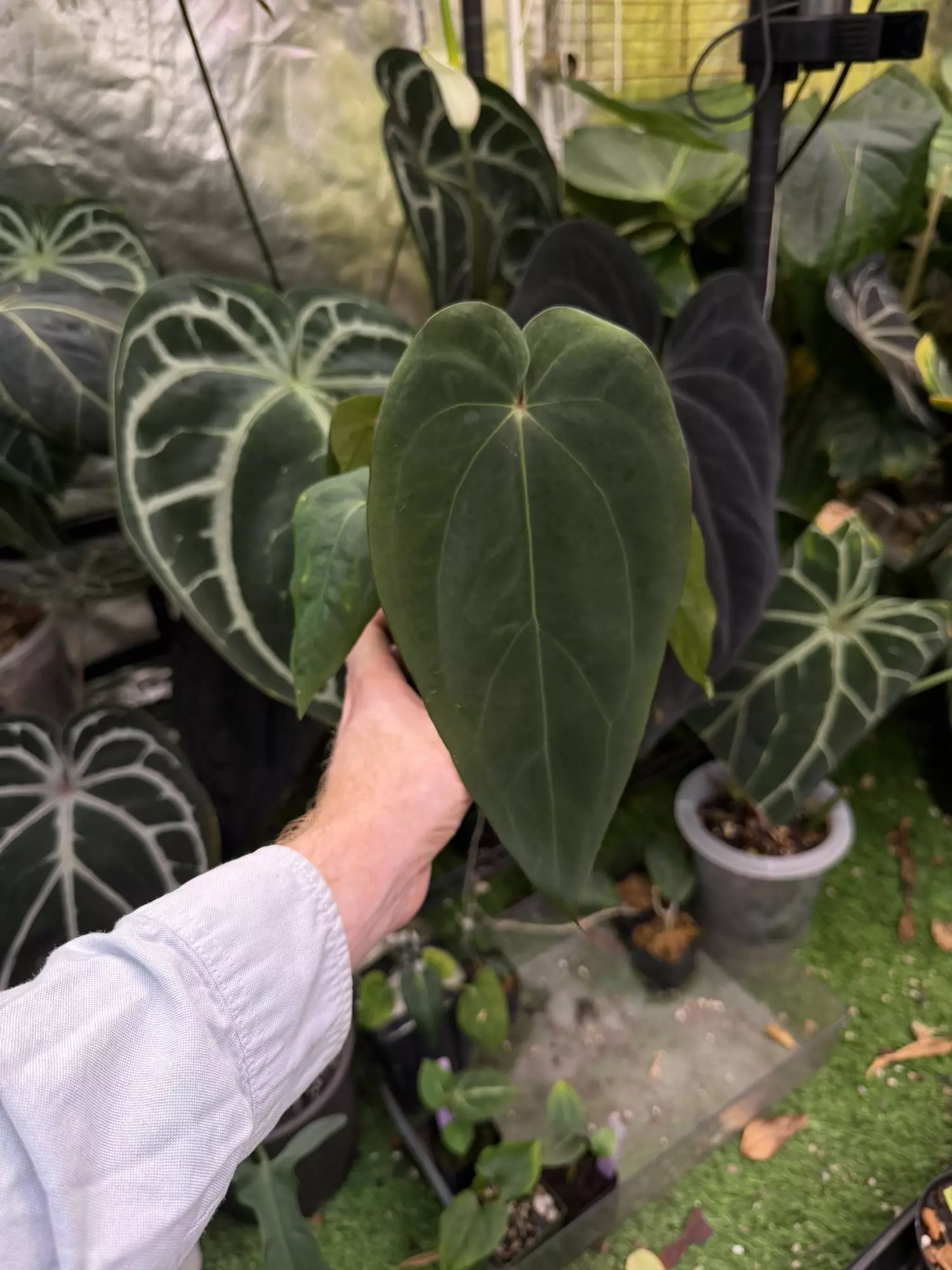 plant/(Michelle x Zara) x BVEP-0